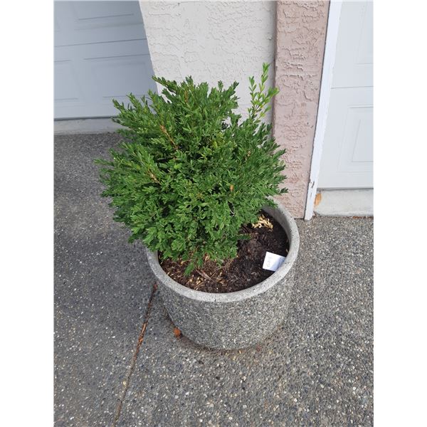 Concrete Planter Cat A