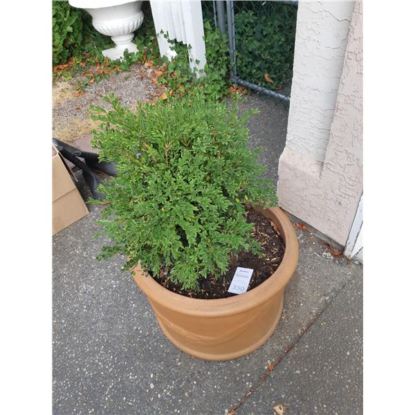 Ceramic Planter Cat A