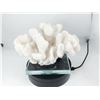 Image 1 : FLAWLESS CORAL ON STAND