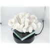 Image 2 : FLAWLESS CORAL ON STAND