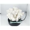 Image 4 : FLAWLESS CORAL ON STAND