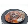Image 3 : FANTASTIC BIG PALM SIZE MADAGASCAR POLISHED BANDED AGATE