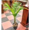 Image 1 : 4 FOOT TALL MAJESTY PALM WITH NEW GROWTH