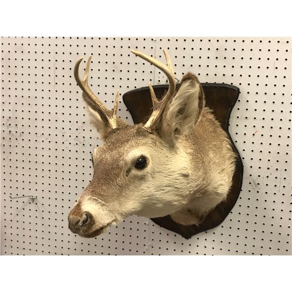 Professionally taxidermied trophy stag deer head mount