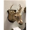 Image 2 : Professionally taxidermied trophy stag deer head mount