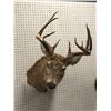 Image 1 : Professionally taxidermied trophy stag deer head mount with large antlers