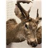 Image 2 : Professionally taxidermied trophy stag deer head mount with large antlers