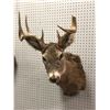 Image 1 : Professionally taxidermied trophy stag deer head mount