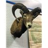 Image 1 : Professionally taxidermist trophy stag mouflon Edmund