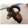 Image 2 : Professionally taxidermist trophy stag mouflon Edmund