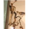 Image 2 : "Snowpiercer" - Framed glass birds decorative wall hangings (approx17 1/2" x 44")