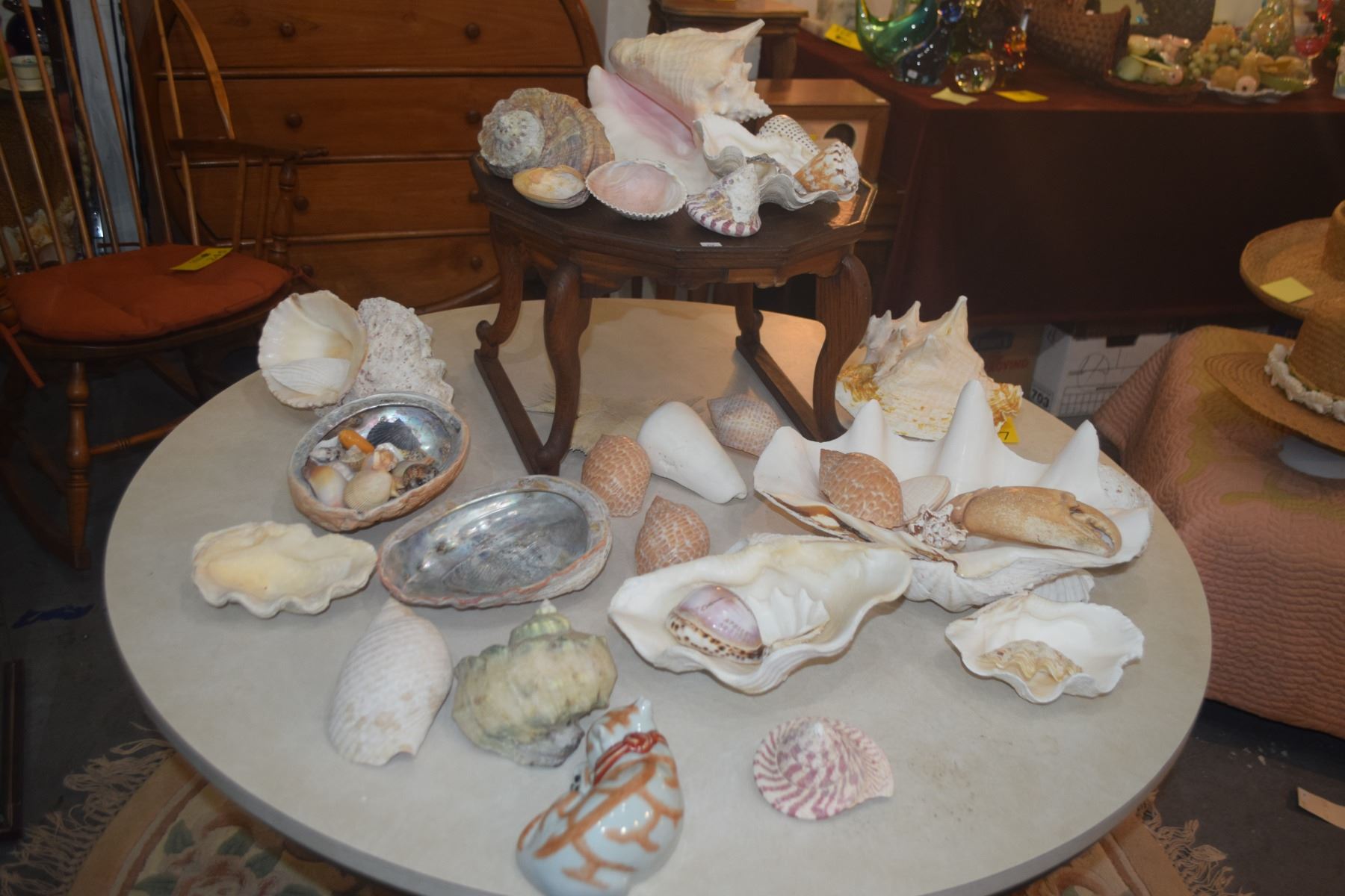 LARGE COLLECTION OF SHELLS & WOOD STAND