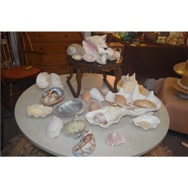 LARGE COLLECTION OF SHELLS & WOOD STAND