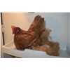 Image 1 : CHICKEN W/PLASTIC EGGS & NEST