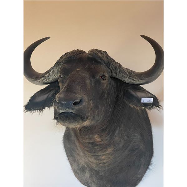 African Cape Buffalo Shoulder Mount Taxidermy "HUGE" 36T x 24W x 45D