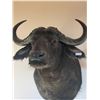 Image 1 : African Cape Buffalo Shoulder Mount Taxidermy "HUGE" 36T x 24W x 45D