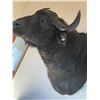Image 2 : African Cape Buffalo Shoulder Mount Taxidermy "HUGE" 36T x 24W x 45D