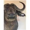 Image 3 : African Cape Buffalo Shoulder Mount Taxidermy "HUGE" 36T x 24W x 45D