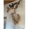 Image 1 : Kudu Taxidermy Shoulder Mount From Africa 56T x 34W x 38D Large