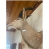 Image 2 : Kudu Taxidermy Shoulder Mount From Africa 56T x 34W x 38D Large