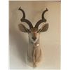Image 3 : Kudu Taxidermy Shoulder Mount From Africa 56T x 34W x 38D Large