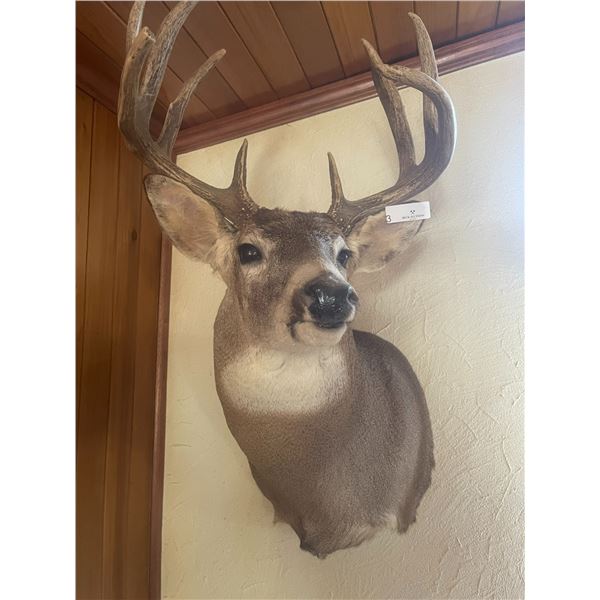 Deer 9 Point 1 Broken 35T x 20W x 26D Shoulder Mount