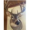 Image 2 : Deer 9 Point 1 Broken 35T x 20W x 26D Shoulder Mount