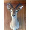 Image 4 : African Impala Shoulder Mount 31T x 21W x 24D