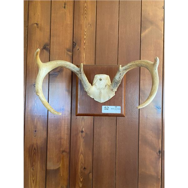 7 Point Deer Antlers Mounted 12 x 8