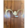 Image 1 : 7 Point Deer Antlers Mounted 12 x 8