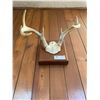 Image 2 : 7 Point Deer Antlers Mounted 12 x 8