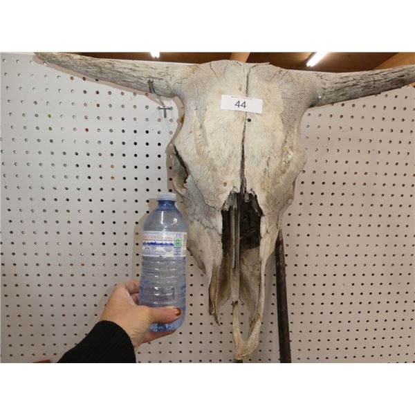 bull skull