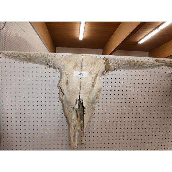 bull skull