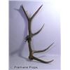 Image 1 : Halloween II Six Point Antlers Movie Props