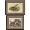 Image 1 : Golden Pheasant lithograph, c.1870, J. Gould & H.C. Richter del et litho, accompanied by descriptive