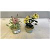 Image 1 : 2 ORIENTAL JADE TREES