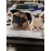 Image 1 : 2 PUG PILLOWS