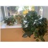 Image 1 : Large Lot of Artificial Plants and Flowers