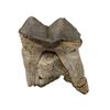 Image 1 : Prehistoric Fossilized Mastodon Teeth Specimen
