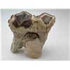 Image 2 : Prehistoric Fossilized Mastodon Teeth Specimen