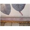 Image 3 : "Magnolia" Flower Print  With Ornate Frame 24" Wide x 30" Long
