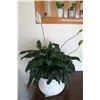 Image 1 : Live Peace Lily Plant in Porcelain Pot