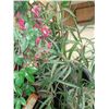 Image 1 : 6-WEATHER DEFYING ARTY PLANTS & PEG BOARD