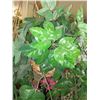 Image 2 : 6-WEATHER DEFYING ARTY PLANTS & PEG BOARD