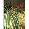 Image 2 : WEATHER PROOF PLANTS