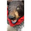 Image 2 : TAXIDERMY BEAR HEAD