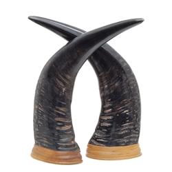 Rare Large Water Buffalo Horn Pair (CLB-361)