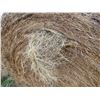 Image 4 : 34 Bales of Grass Hay - No rain, net wrapped , Approx 1550 lb bales