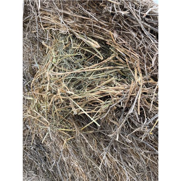 80% Alfalfa Hay, one rain, Treated with Gemdust, Approx 1550 lb bales, Net wrapped