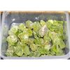 Image 1 : 27)  LOT OF 64 CT OF NATURAL ROUGH PERIDOT